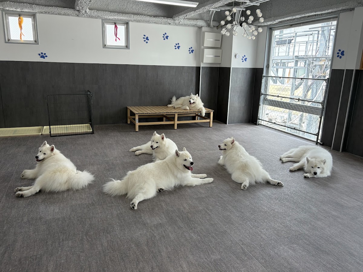 サモエドカフェアル 奈良店 (Bichon Cafe Pom)の実際の写真