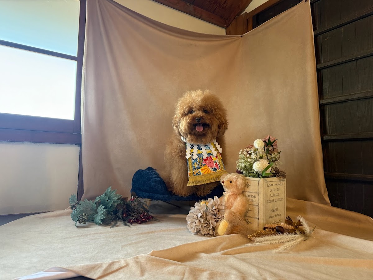 KOTARU cafe 〜wan古都〜の実際の写真