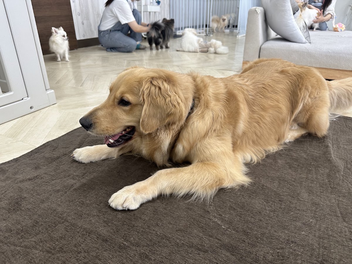 犬とふれあえるカフェの実際の写真