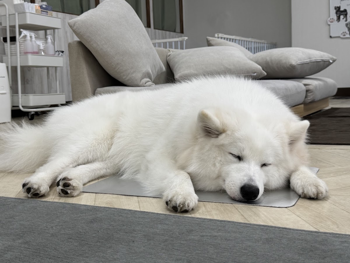 犬とふれあえるカフェの実際の写真
