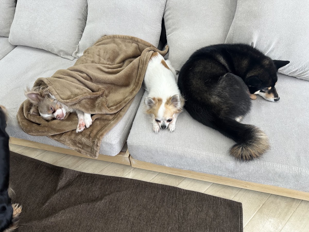 犬とふれあえるカフェの実際の写真
