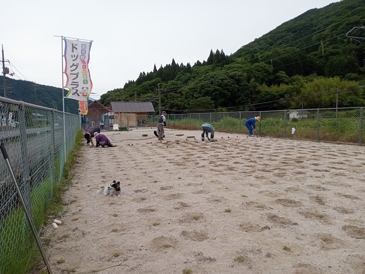 ドッグプラスの実際の写真