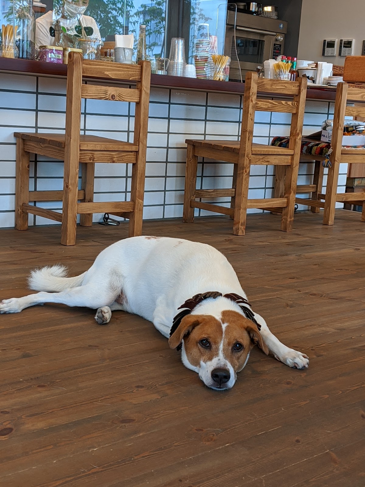 wagging-tailの実際の写真