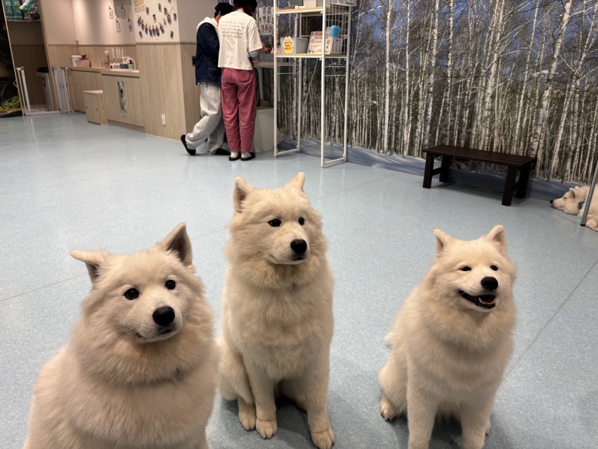 サモエドカフェ アル 仙台店の実際の写真