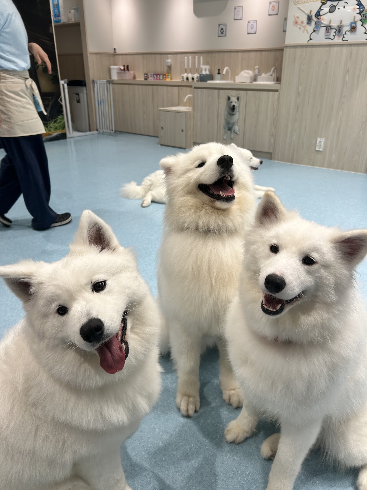 サモエドカフェ アル 仙台店の実際の写真
