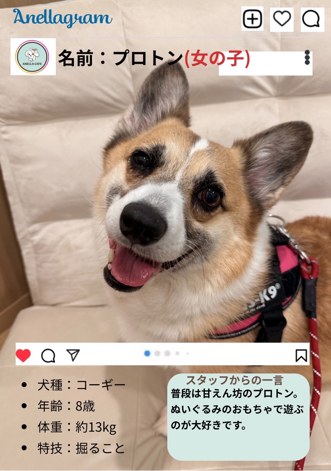 ANELLA CAFE【保護犬ふれあいカフェ】岡山妹尾店