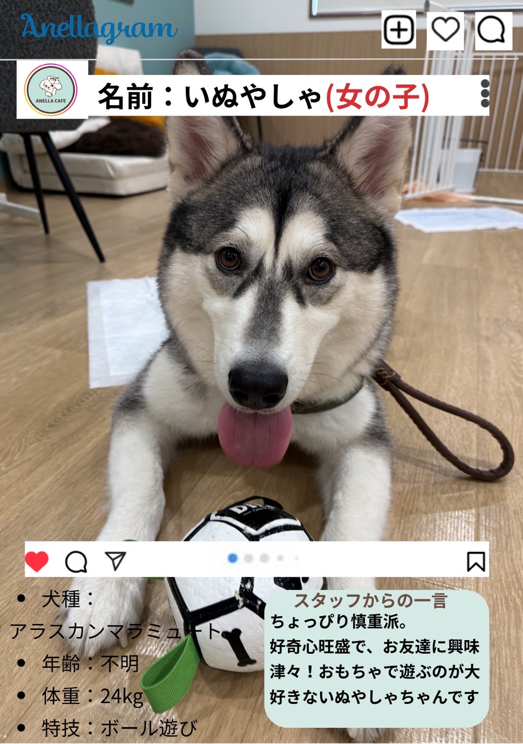 ANELLA CAFE【保護犬ふれあいカフェ】岡山妹尾店の実際の写真