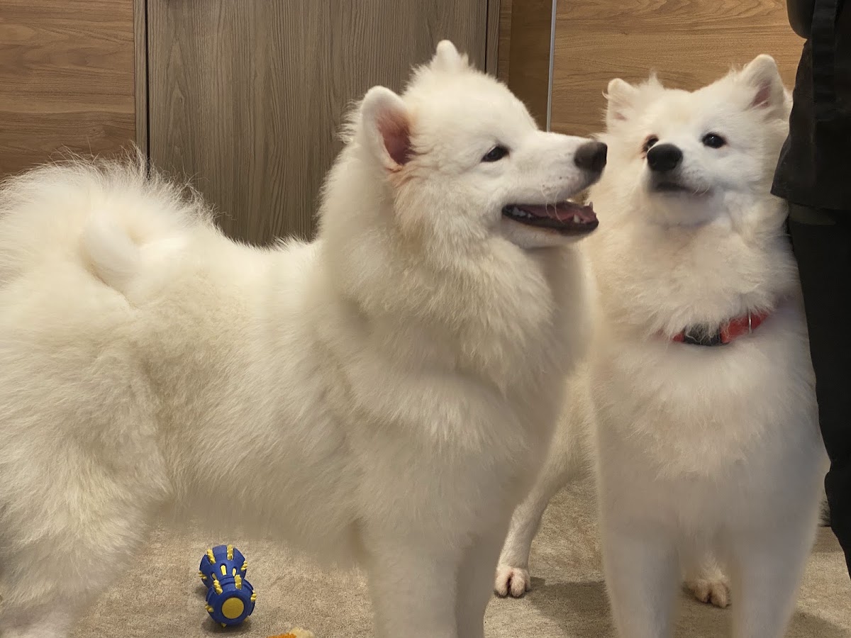 サモエドカフェ サモエドパーク岡山店の実際の写真