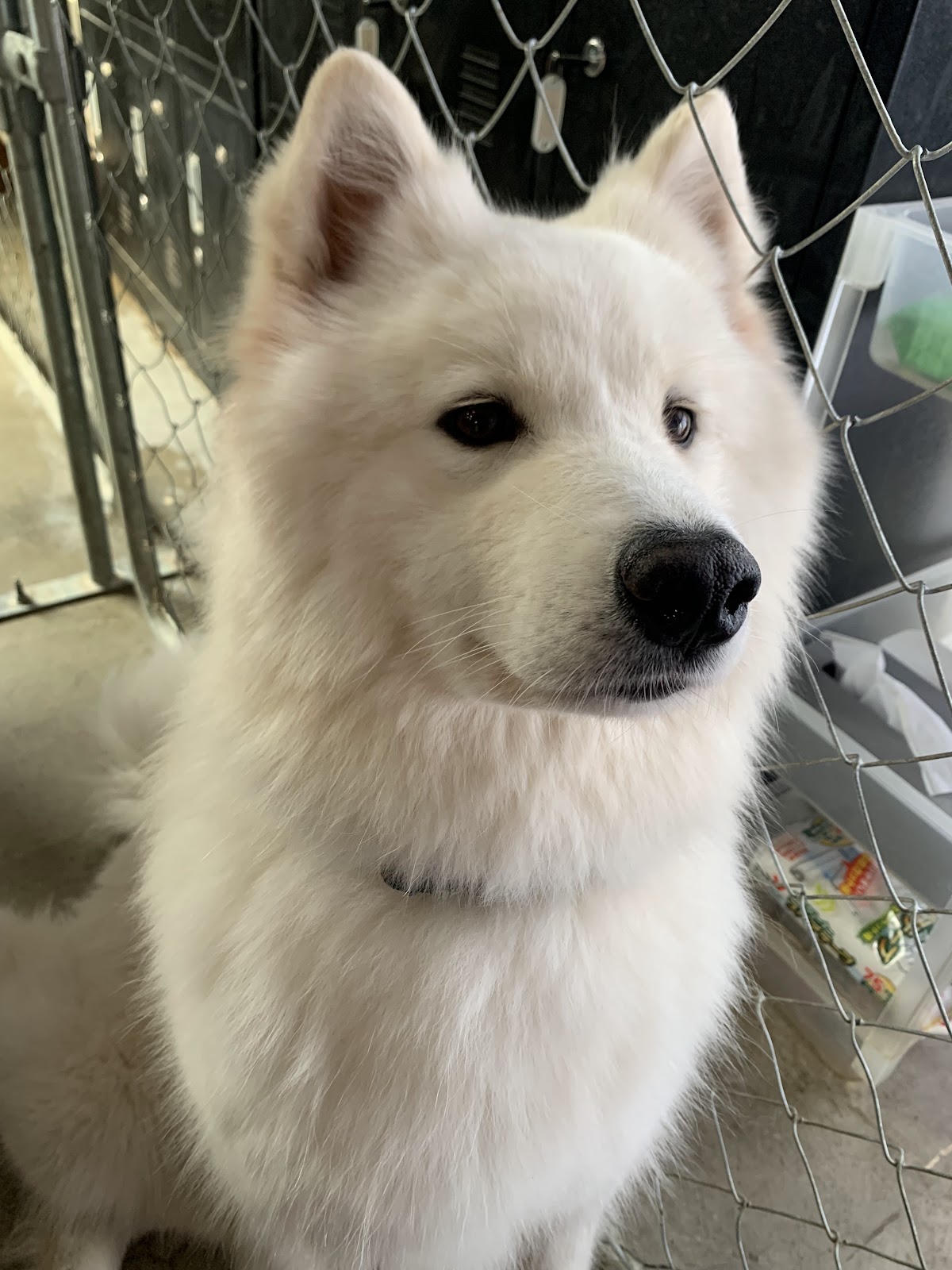 大型犬ふれあいカフェ もふちるの実際の写真