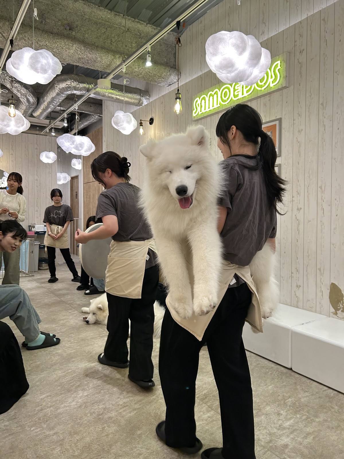 サモエドカフェ SAMOEDO'S 広島店の実際の写真