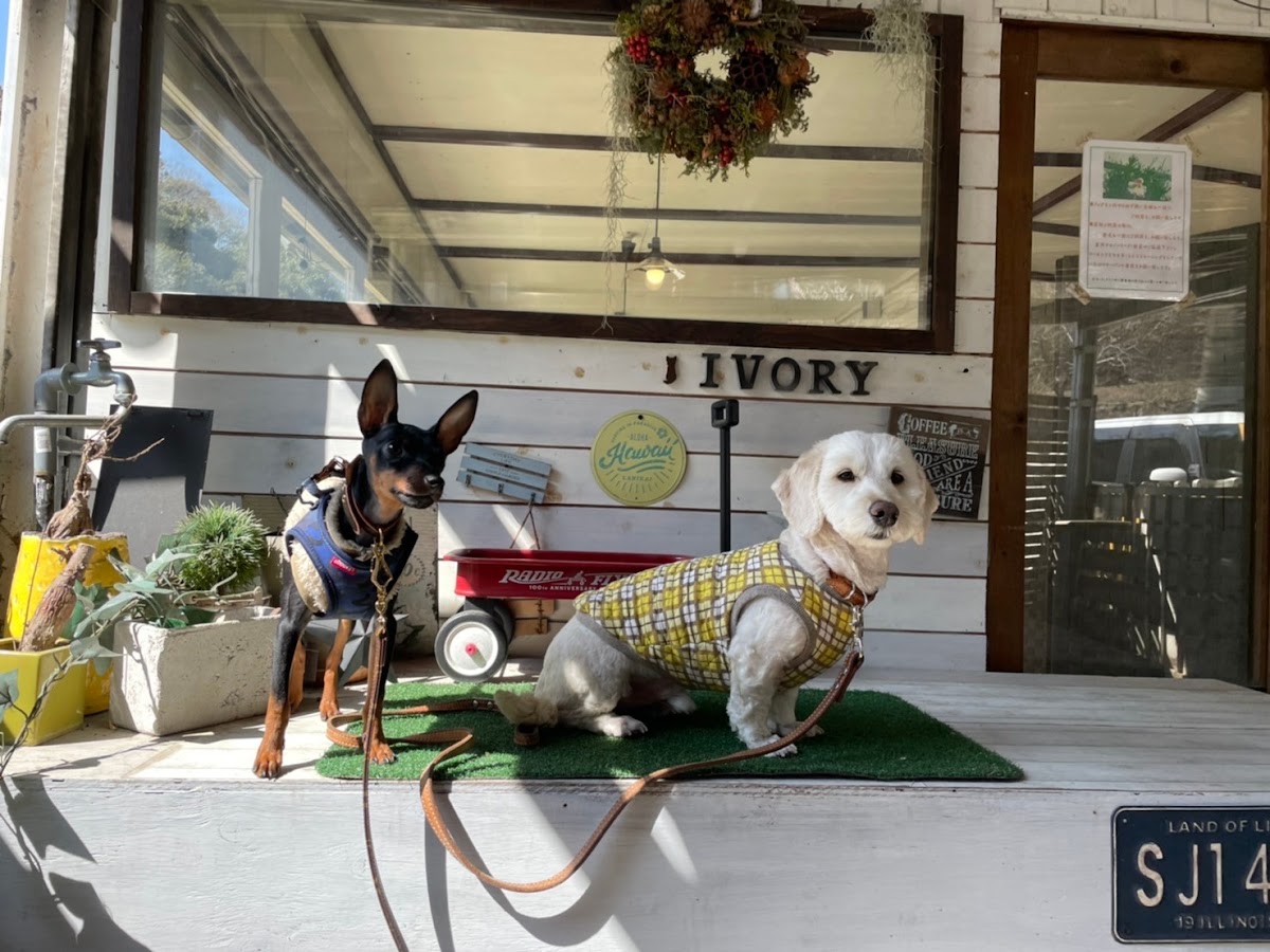 ivory cafeの実際の写真
