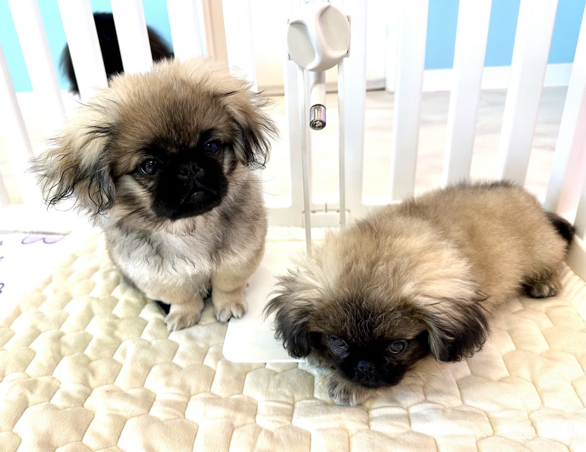 ペキニーズカフェローズ Pekingese Cafe Rose