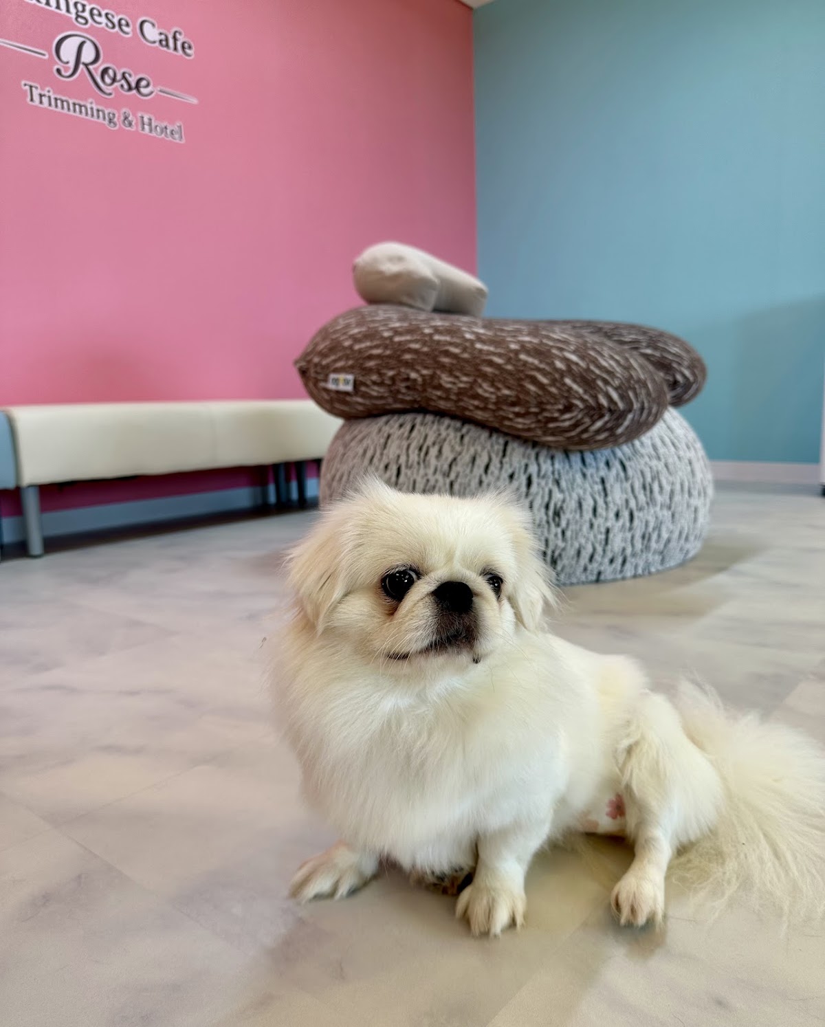 ペキニーズカフェローズ Pekingese Cafe Roseの実際の写真