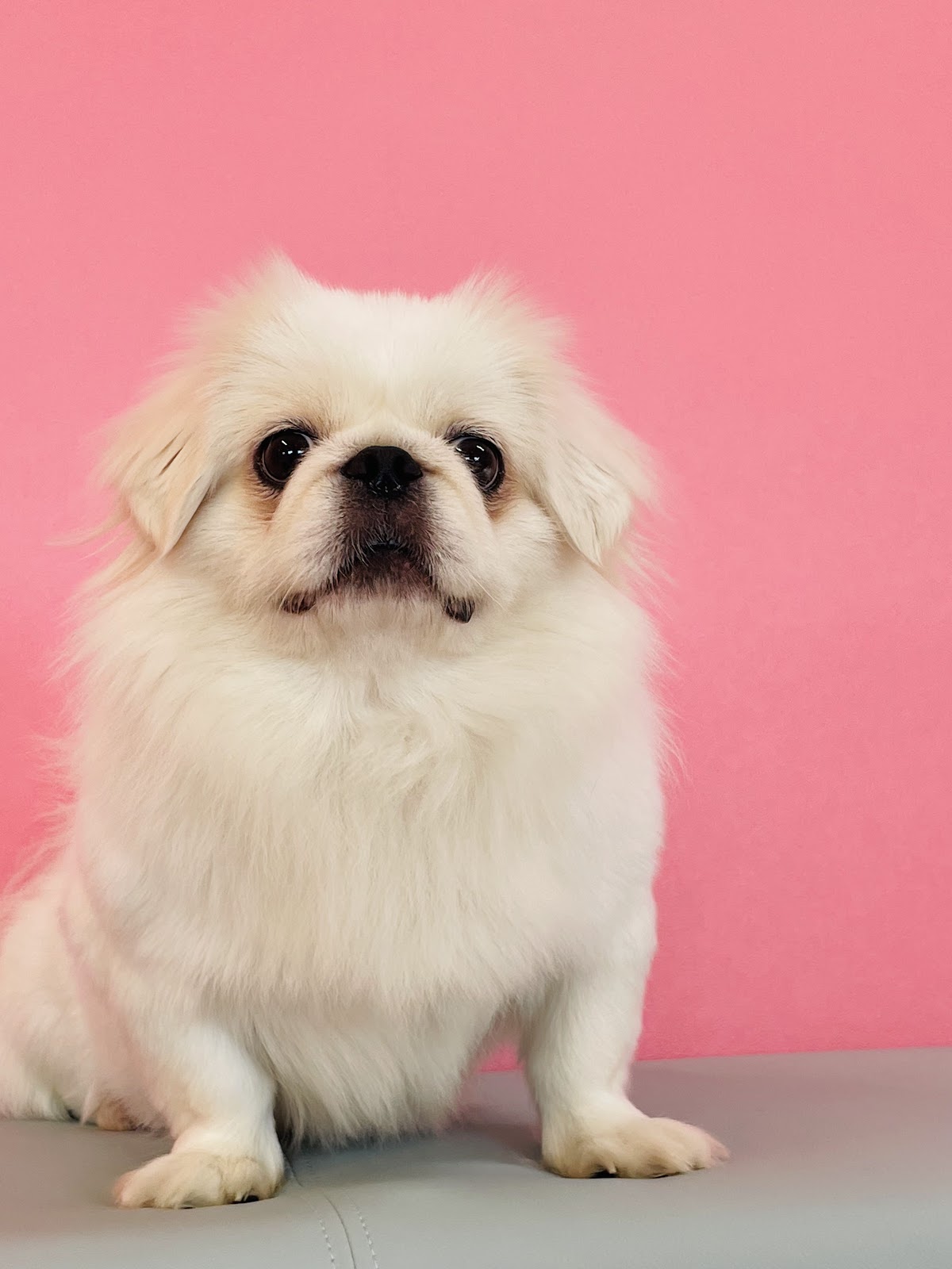 ペキニーズカフェローズ Pekingese Cafe Roseの実際の写真