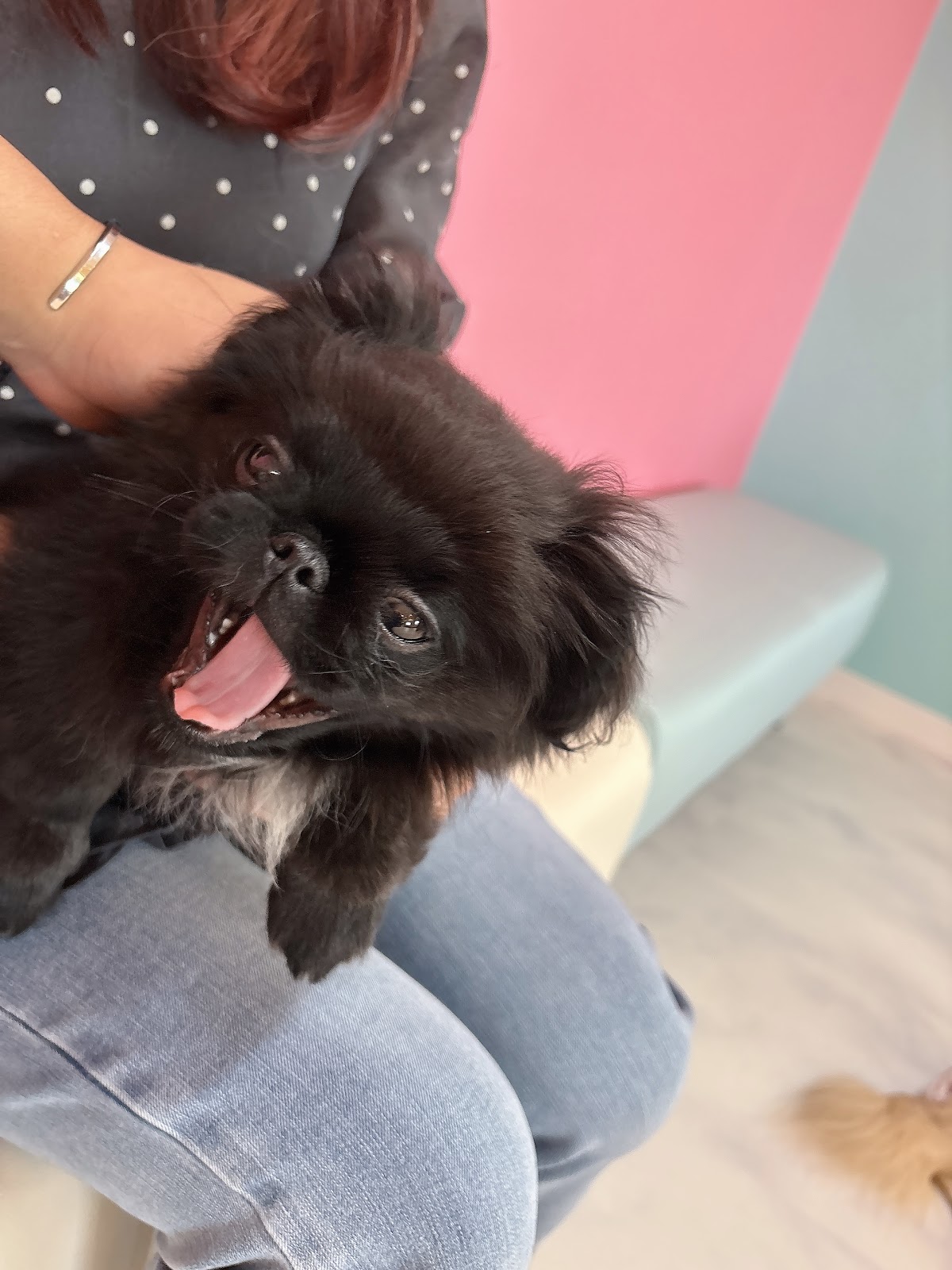 ペキニーズカフェローズ Pekingese Cafe Roseの実際の写真