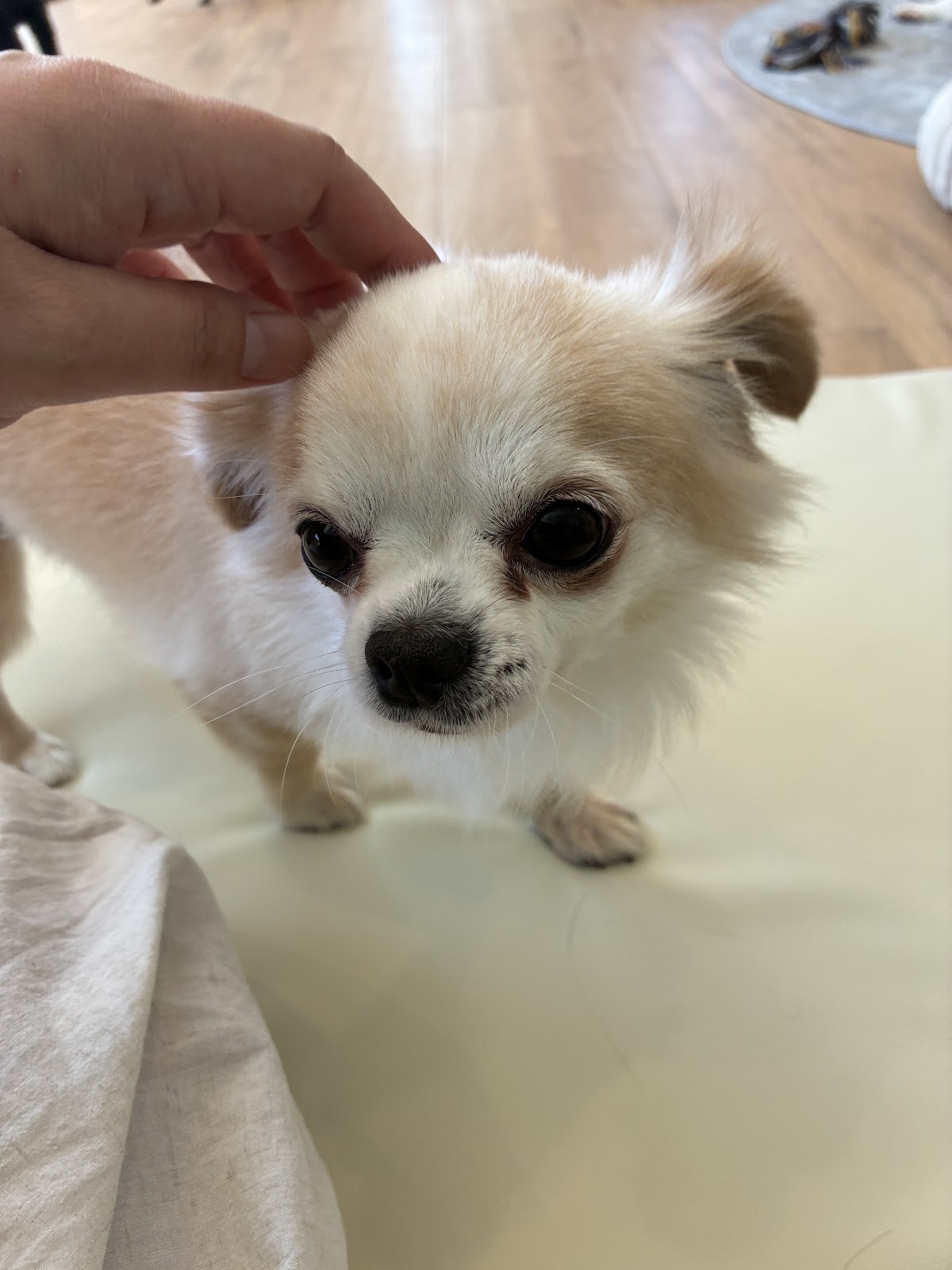 ANELLA CAFE 【保護犬猫ふれあいカフェ】広島緑井店