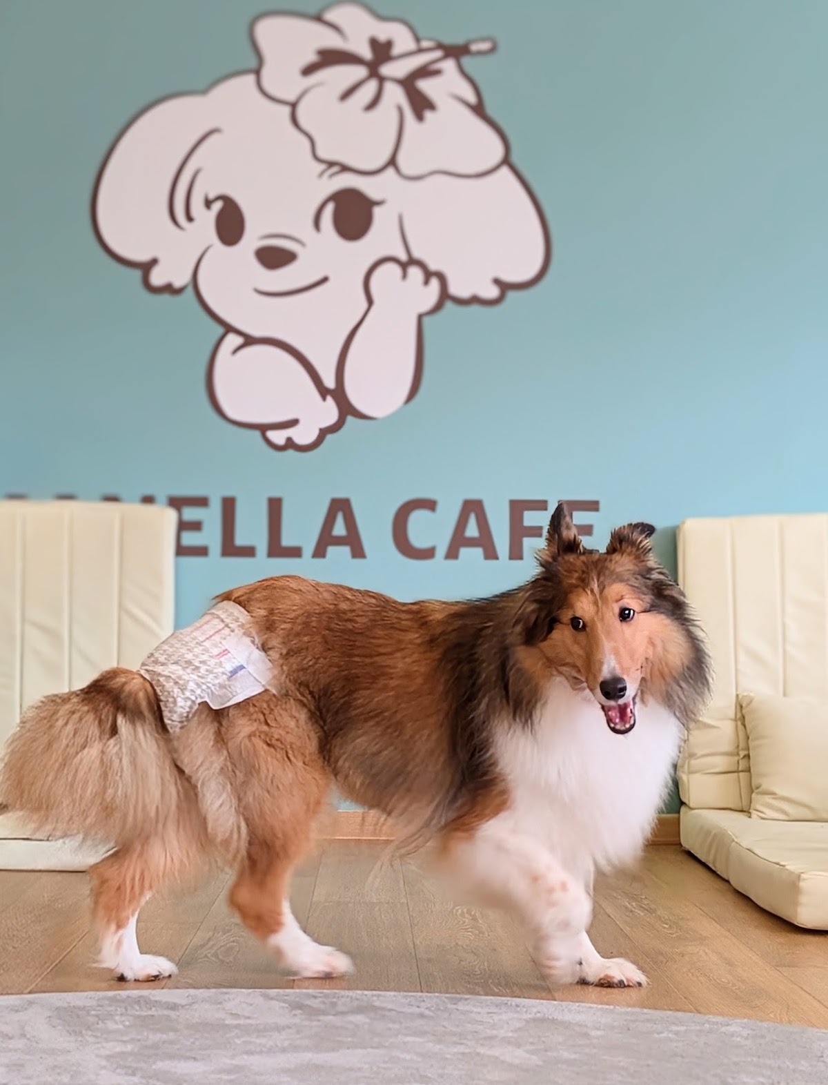 ANELLA CAFE 【保護犬猫ふれあいカフェ】広島緑井店の実際の写真