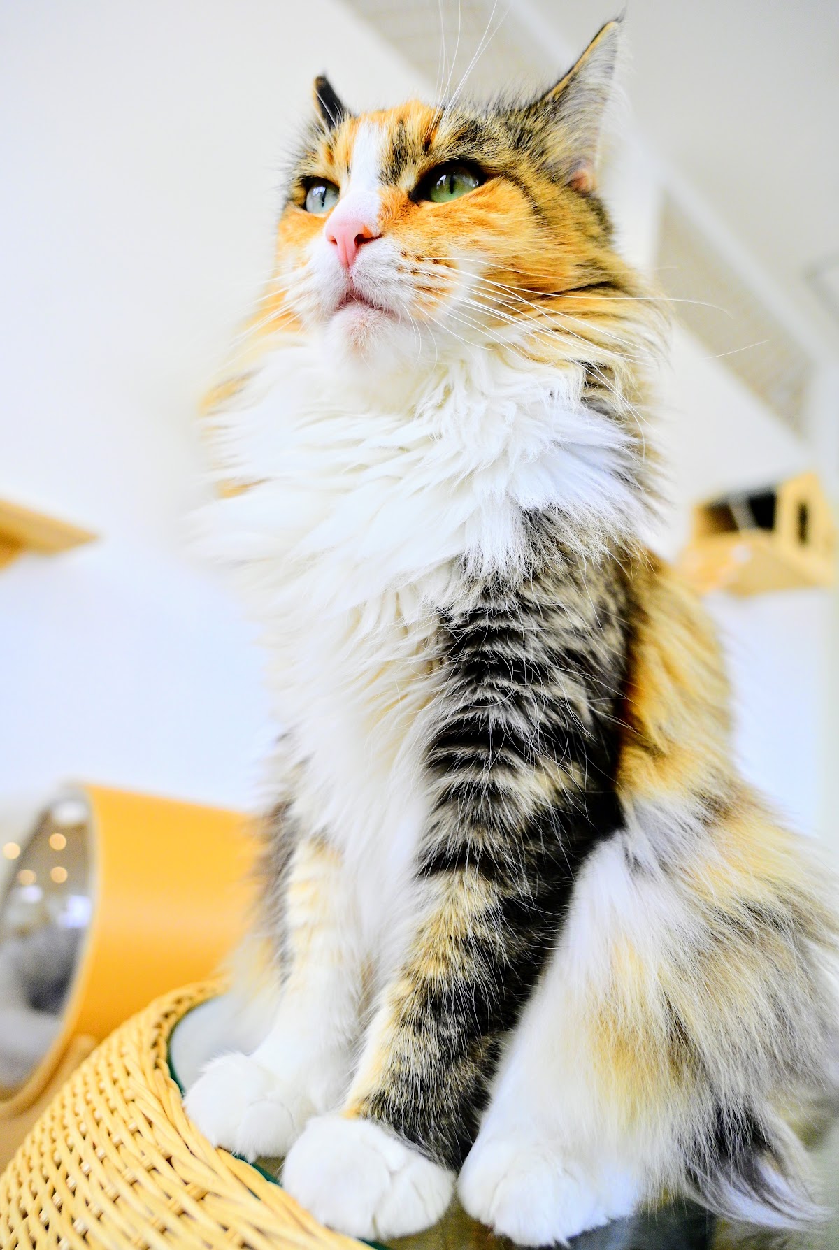 ANELLA CAFE 【保護犬猫ふれあいカフェ】広島緑井店の実際の写真