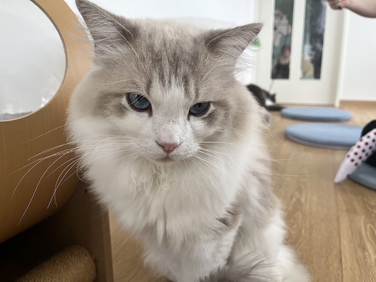 ANELLA CAFE 【保護犬猫ふれあいカフェ】広島緑井店の実際の写真