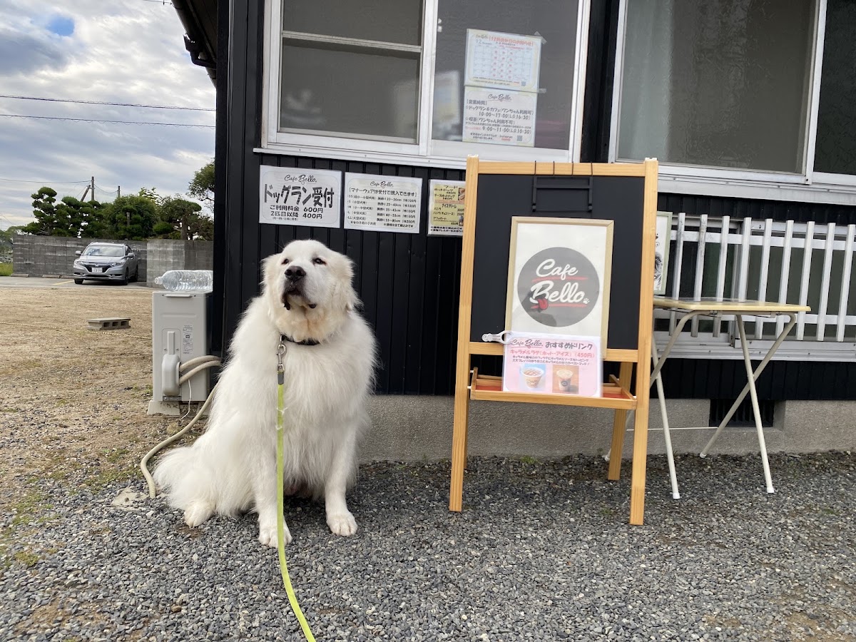 Cafe Belloの実際の写真