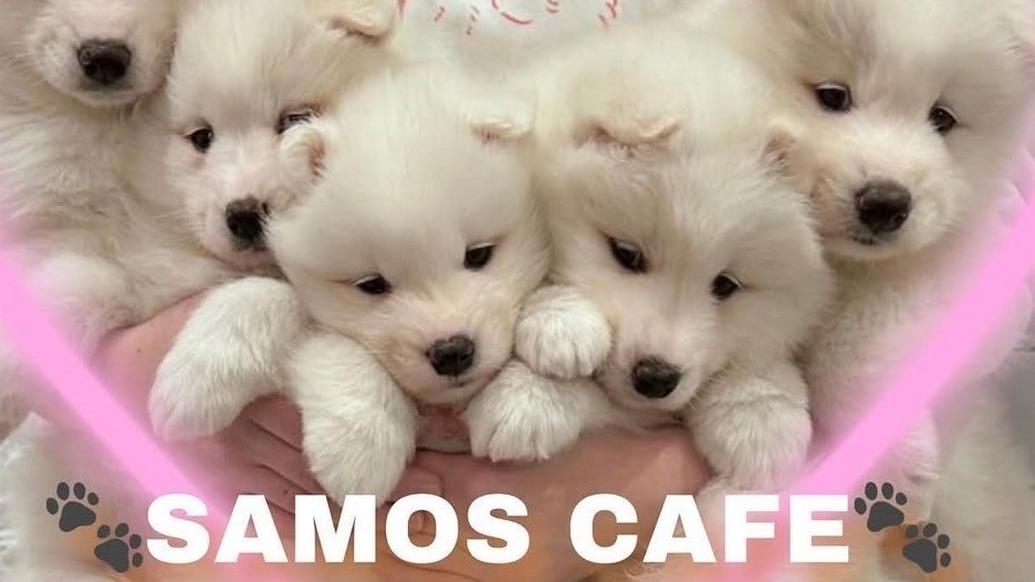 サモエドカフェ SAMOS CAFE 仙台店 | Samoyed Cafeの実際の写真