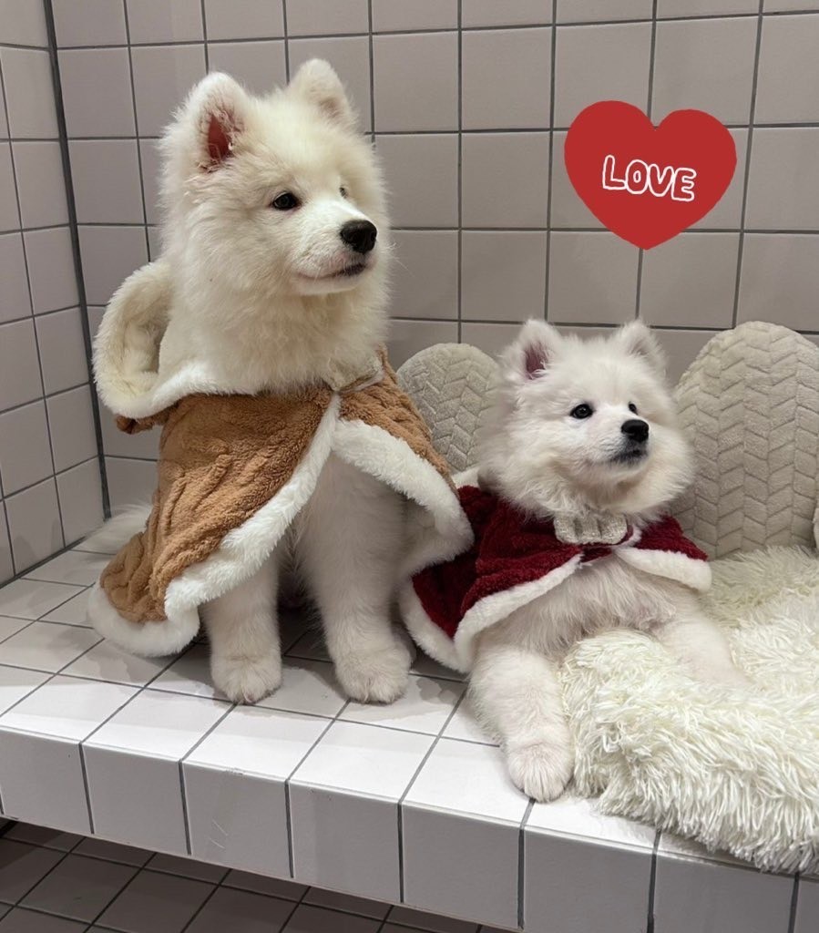サモエドカフェ SAMOS CAFE 仙台店 | Samoyed Cafeの実際の写真