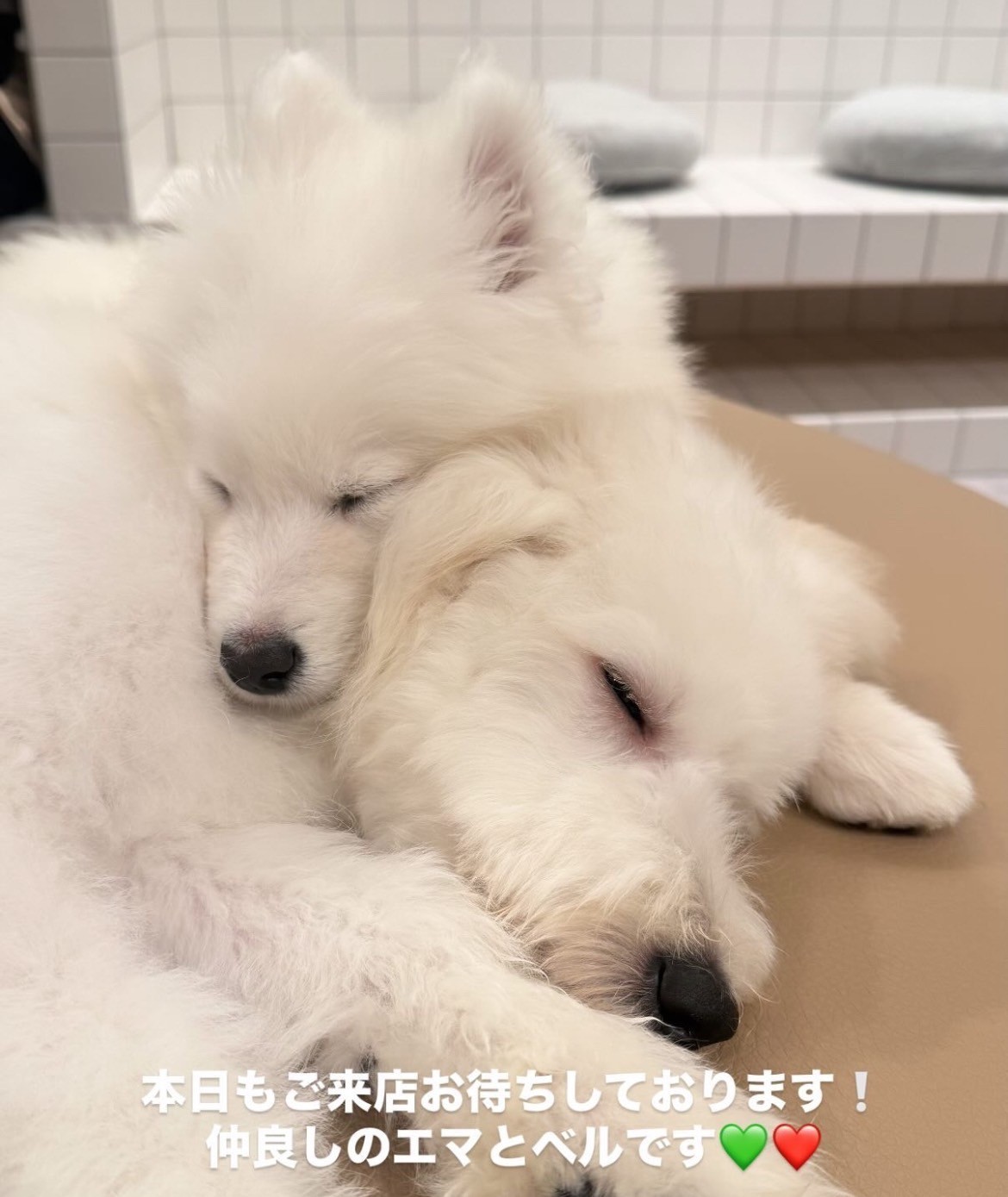サモエドカフェ SAMOS CAFE 仙台店 | Samoyed Cafeの実際の写真