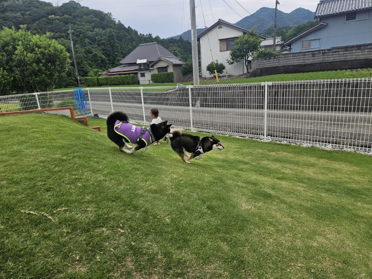 百々の実際の写真