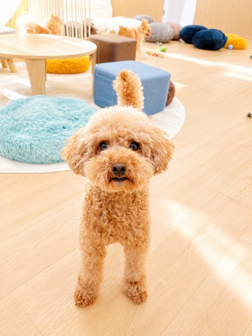 ANELLA CAFE 【保護犬猫ふれあいカフェ】高松中央店の実際の写真