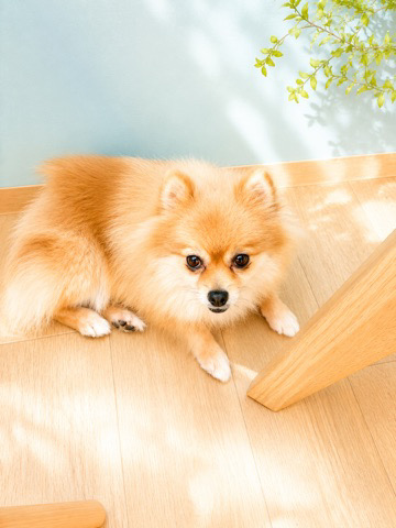 ANELLA CAFE 【保護犬猫ふれあいカフェ】高松中央店の実際の写真