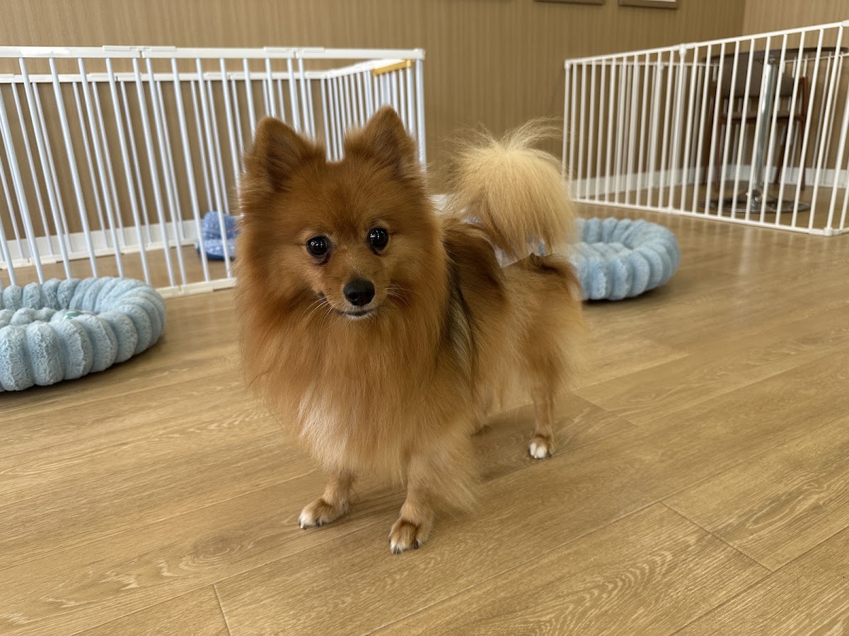 ANELLA CAFE【保護犬ふれあいカフェ】丸亀店の実際の写真