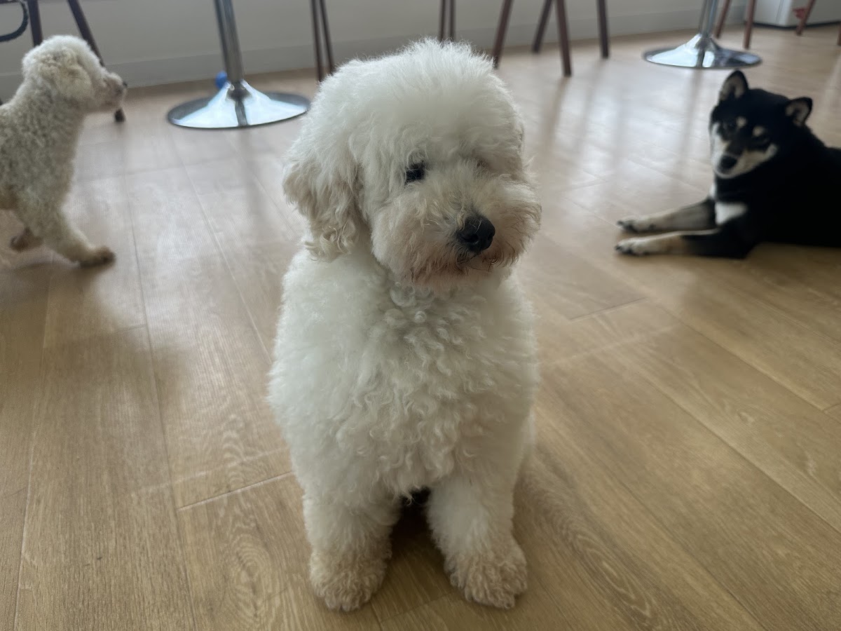 ANELLA CAFE【保護犬ふれあいカフェ】丸亀店の実際の写真