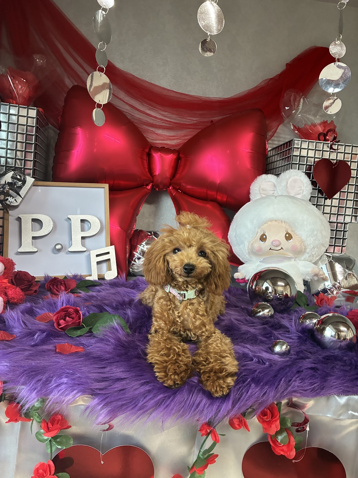 P🐾Pカフェの実際の写真