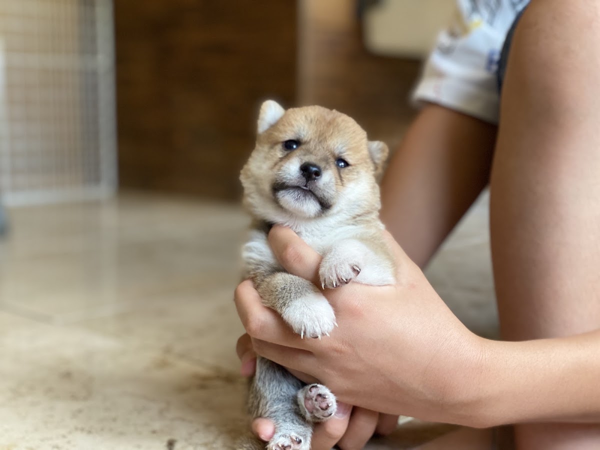 mamesiba dog cafe momoca