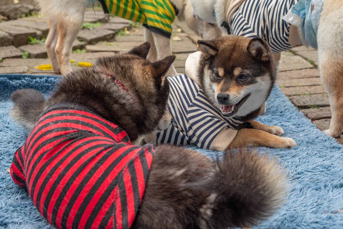 mamesiba dog cafe momocaの実際の写真