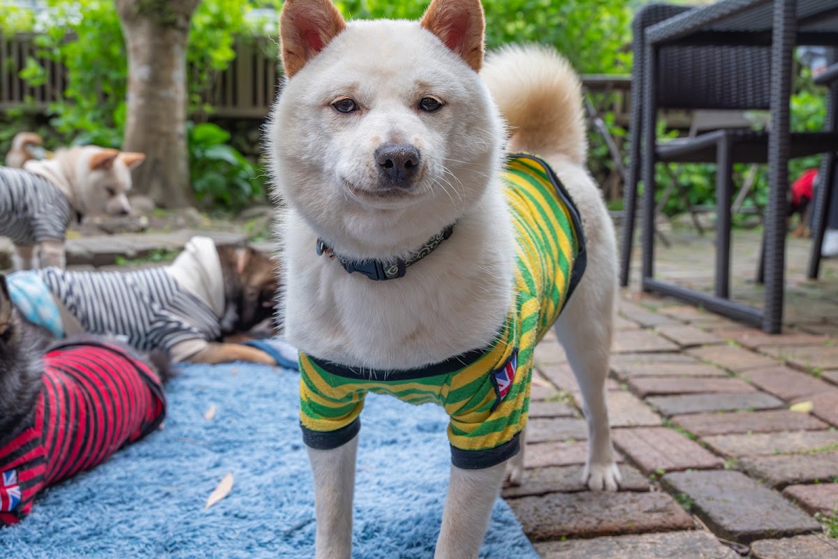 mamesiba dog cafe momocaの実際の写真