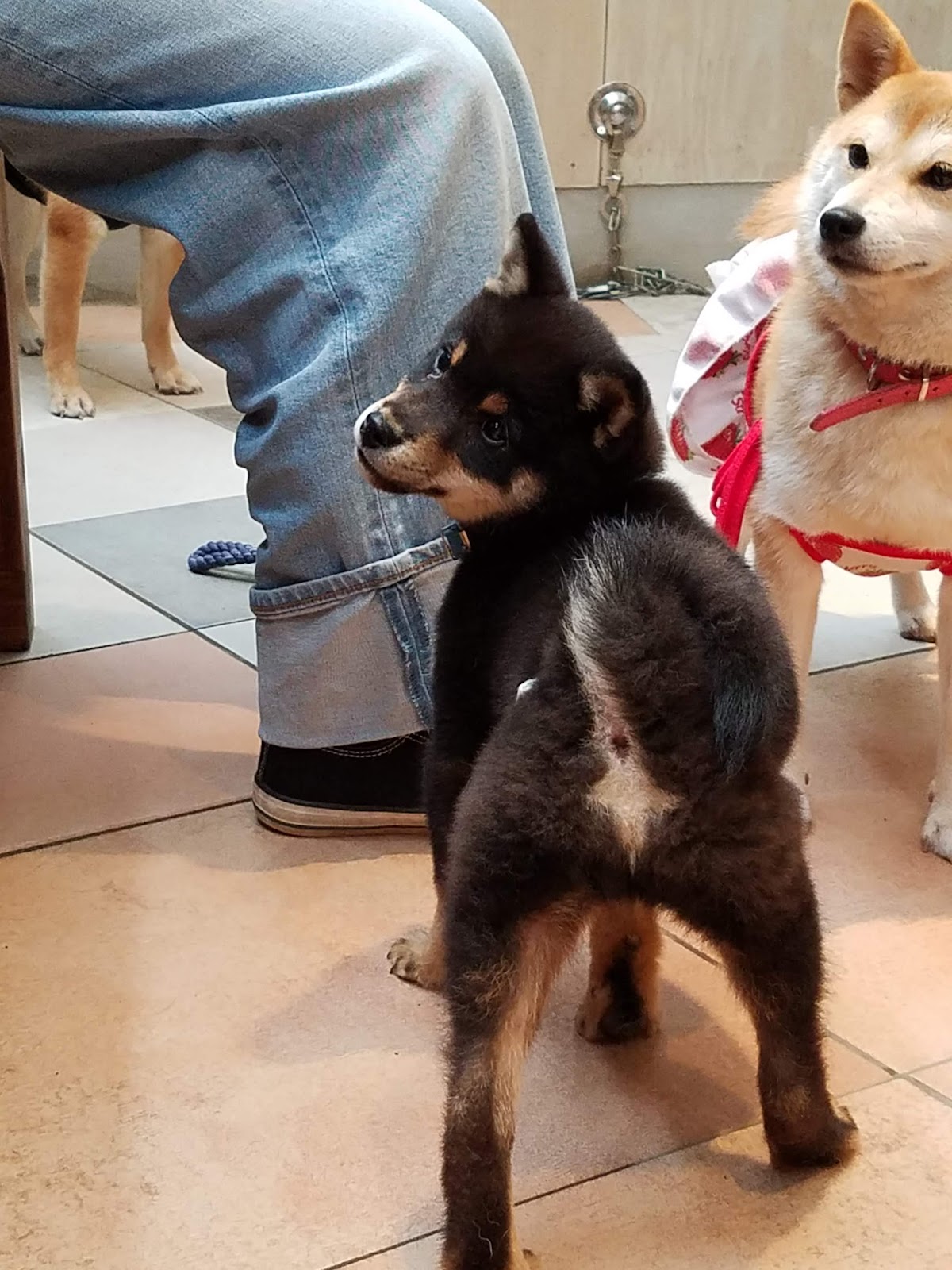 mamesiba dog cafe momocaの実際の写真