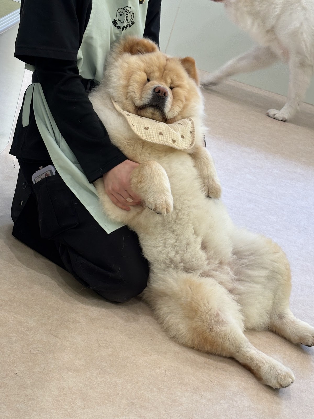 《もっふる》モフれる大型犬たちのカフェ/ドッグカフェ(福岡天神店)の実際の写真
