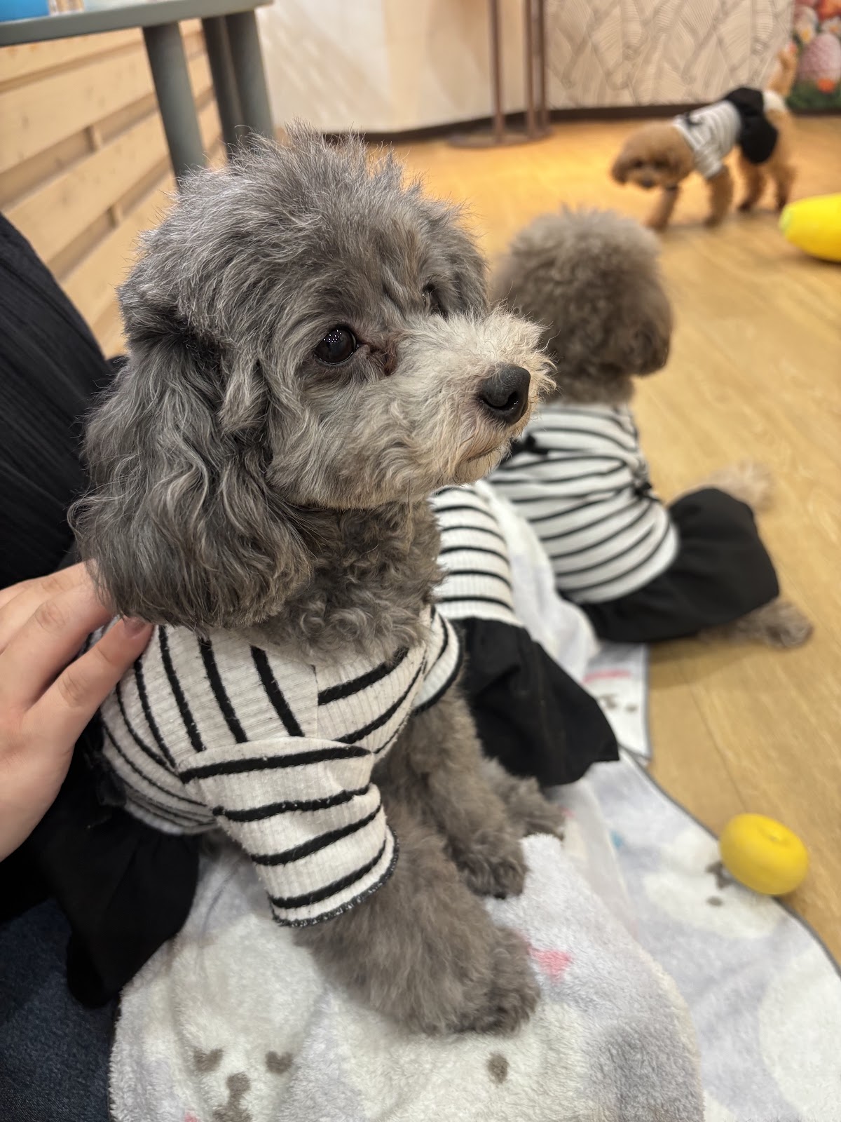 犬カフェ＆DOGラン ココハウス（COCOHOUSE)の実際の写真