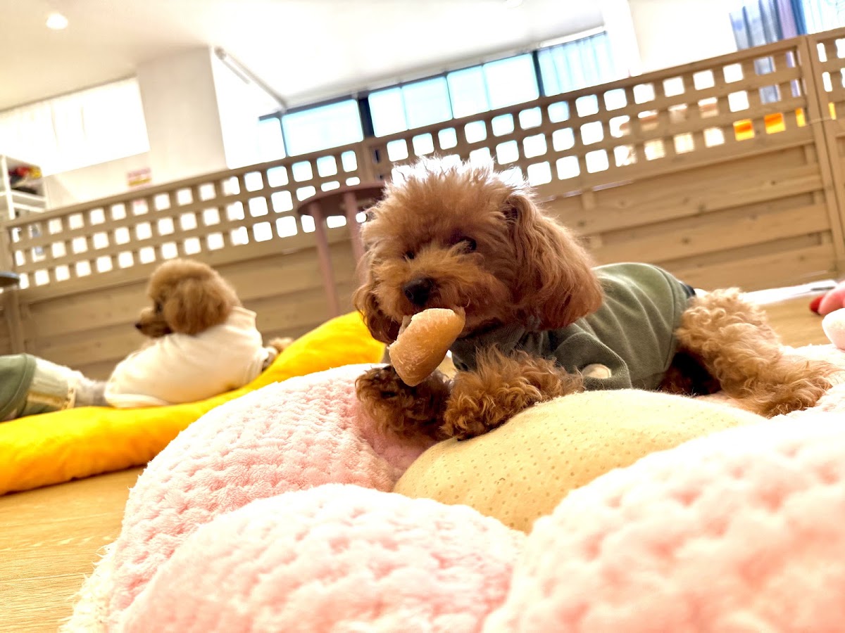 犬カフェ＆DOGラン ココハウス（COCOHOUSE)の実際の写真