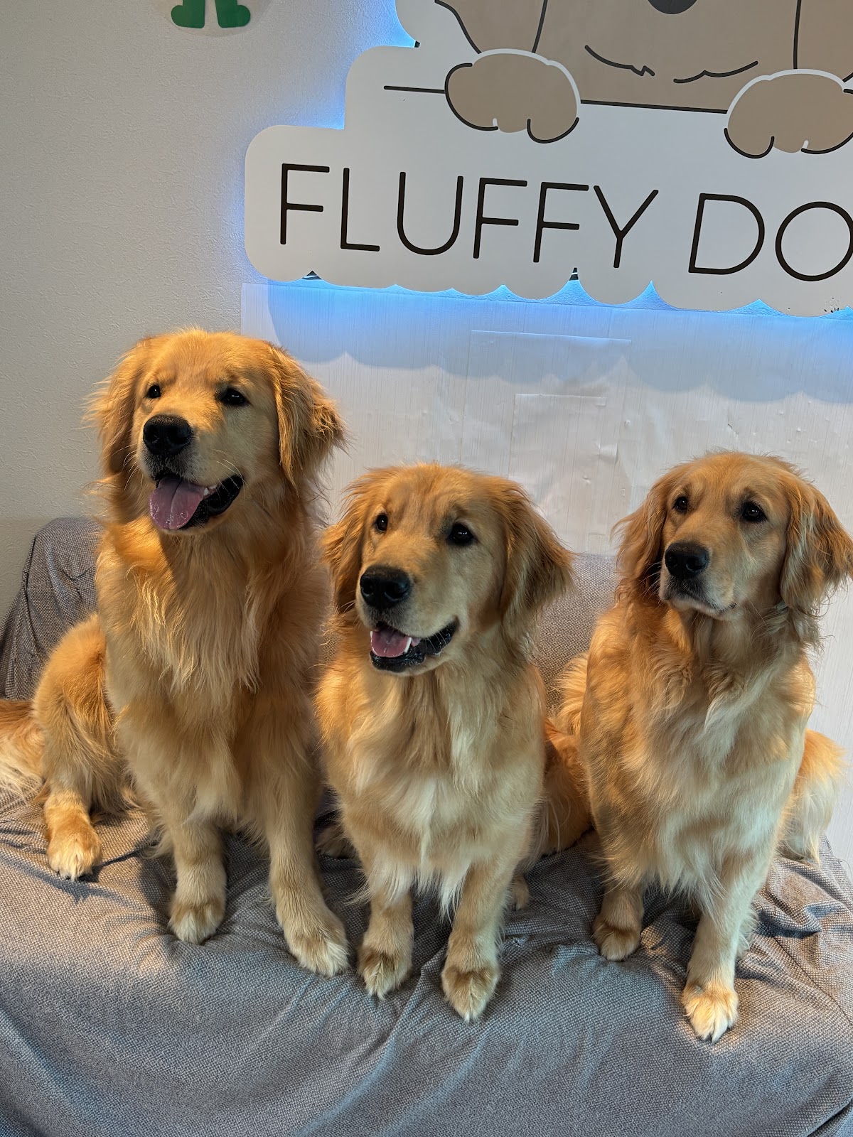 Fluffy dogs フラッフィードッグスの実際の写真