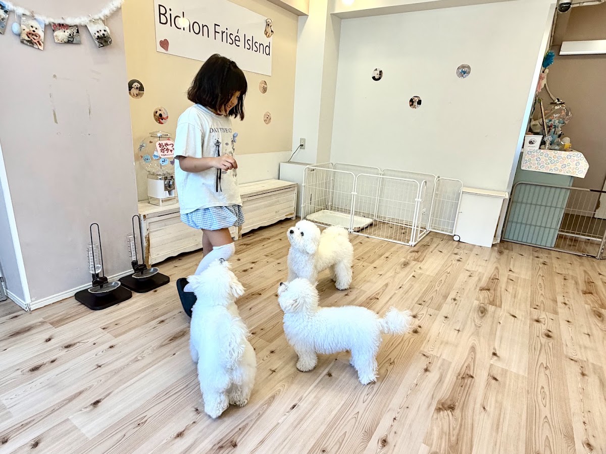 ビションフリーゼアイランド福岡大名店の実際の写真