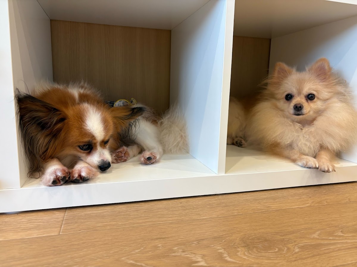ANELLA CAFE【保護犬猫ふれあいカフェ】佐賀店の実際の写真