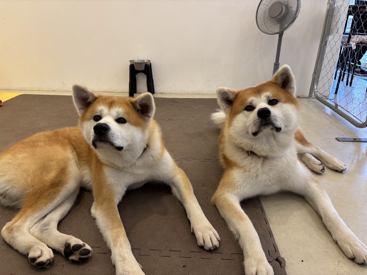 秋田犬café / Akita Dog caféの実際の写真