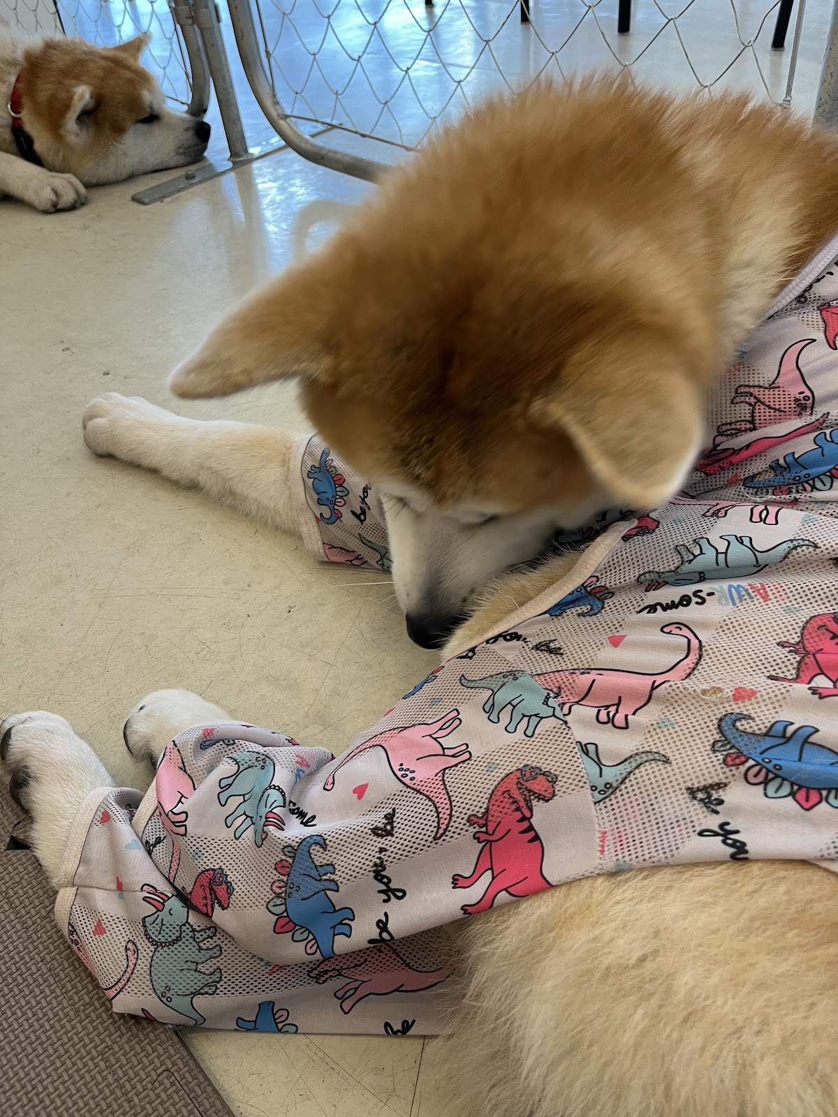 秋田犬café / Akita Dog caféの実際の写真