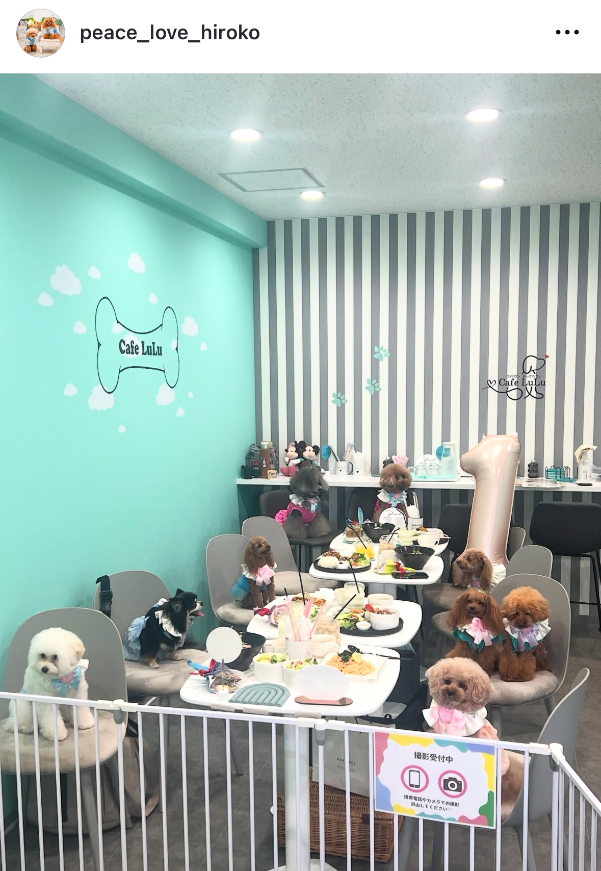 カフェ ルル Cafe LuLu ドッグカフェ
