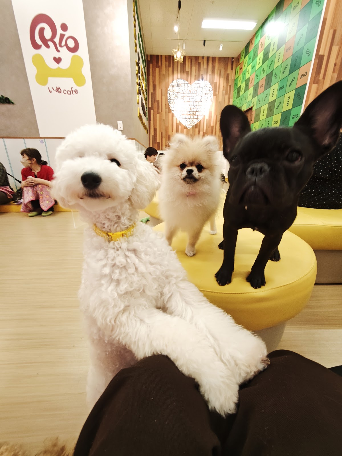 いぬカフェRio ゆめタウン光の森店の実際の写真