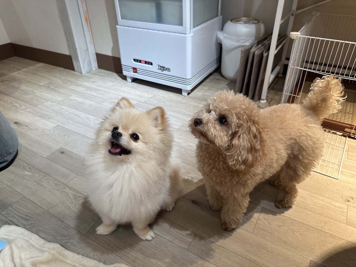 わんちゃんとあそぼ！の実際の写真