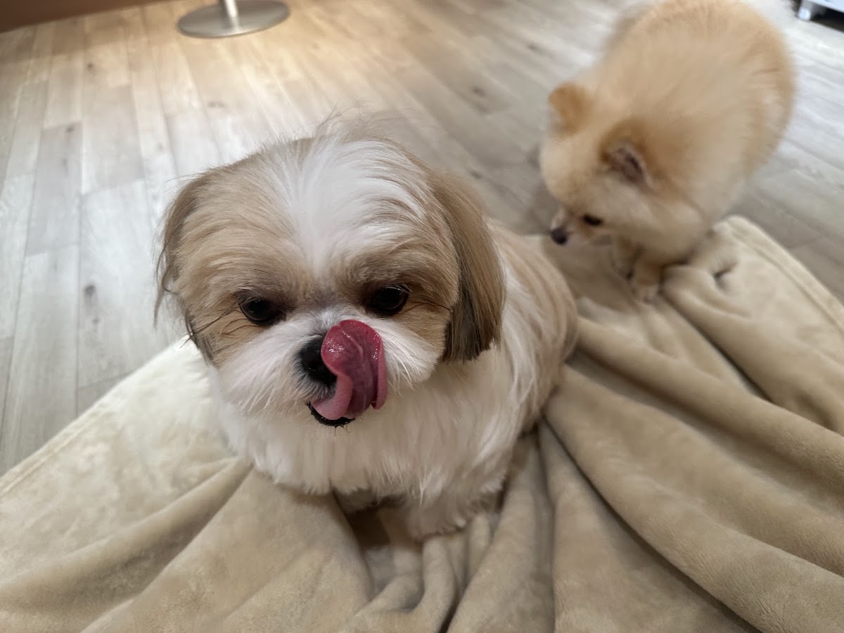 わんちゃんとあそぼ！の実際の写真