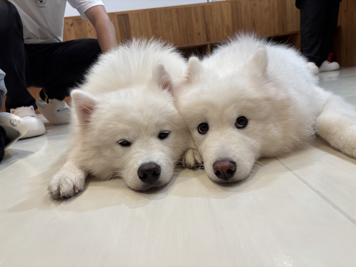 SAMOYED BASE (サモエドベース)の実際の写真